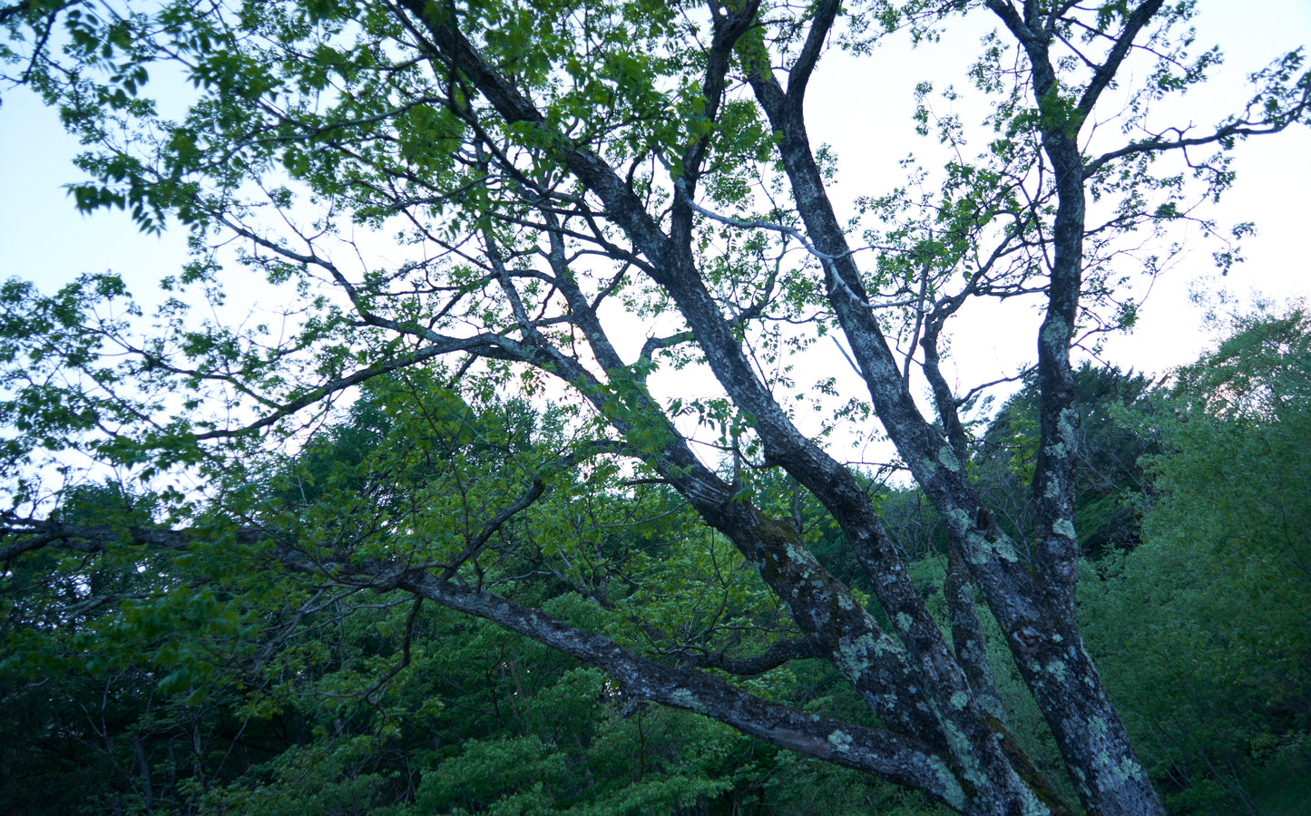 Hino  Hyakuso-Honpo, Narai