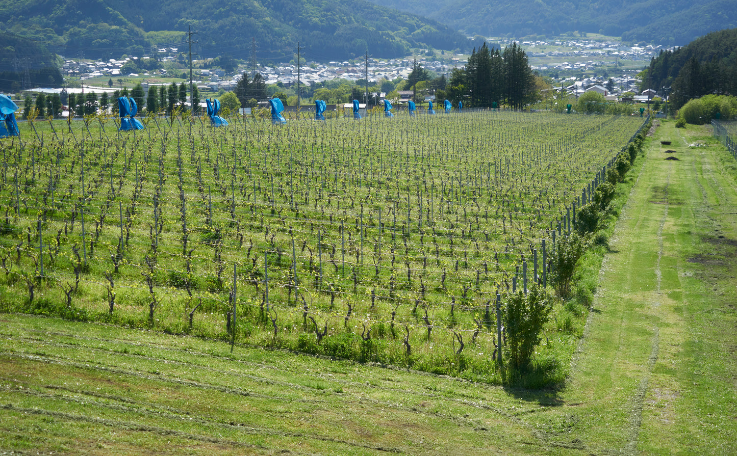 信州の山々を一望できるテラス付ワイナリー