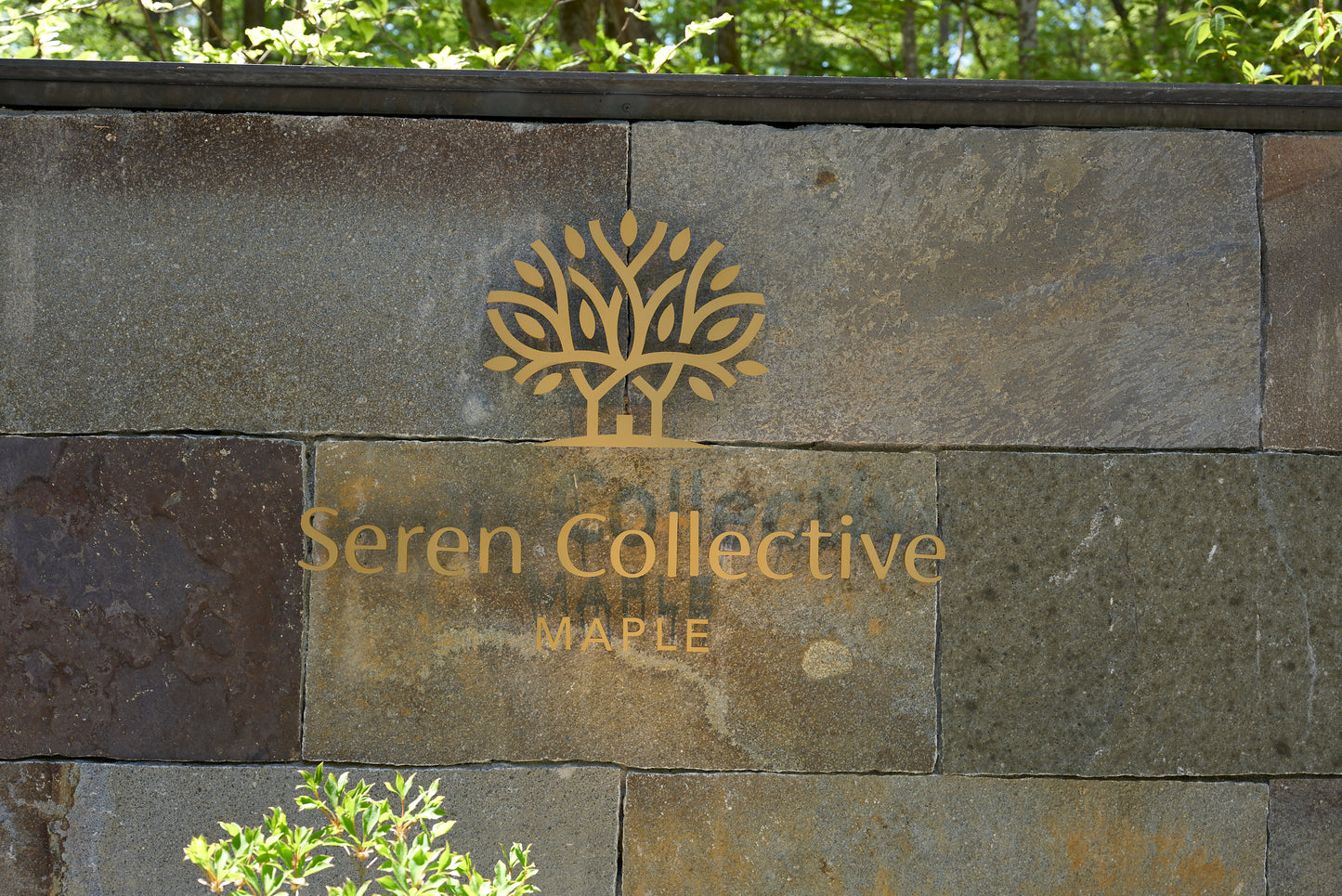 Seren Collective MAPLE