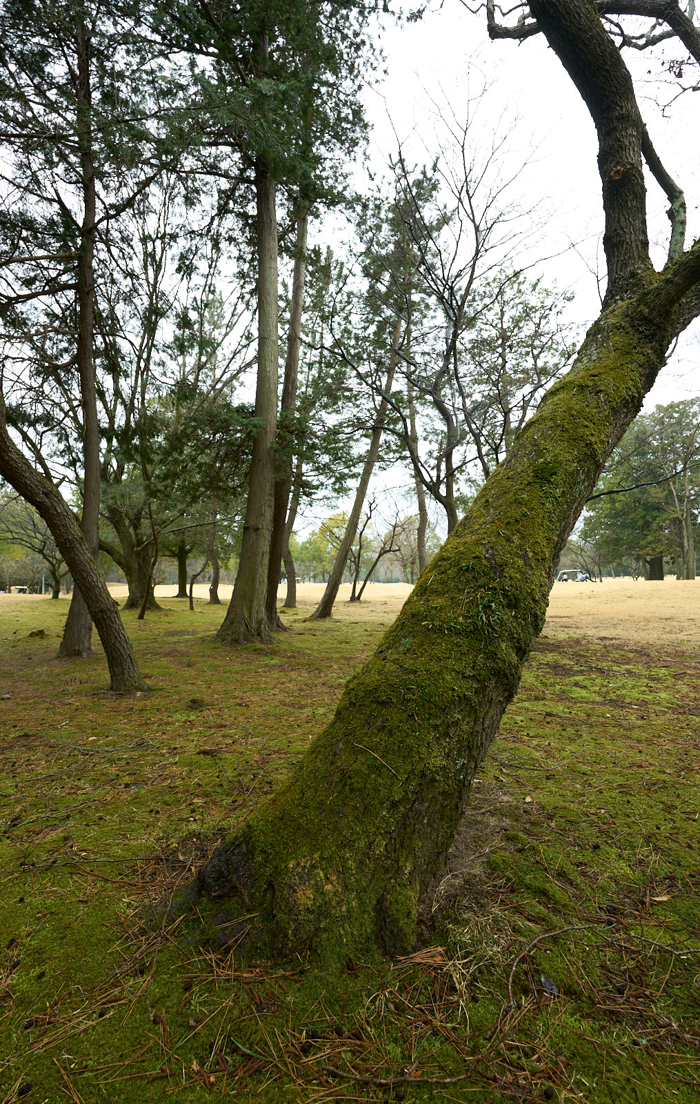 Shimodate Park Golf Club (inside the Hirosawa City)