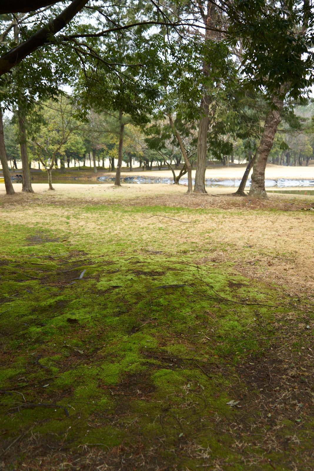 Shimodate Park Golf Club (inside the Hirosawa City)