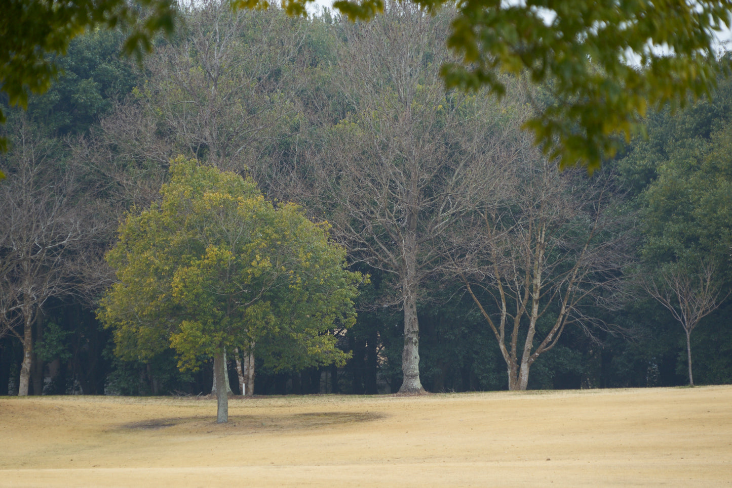 Shimodate Park Golf Club (inside the Hirosawa City)